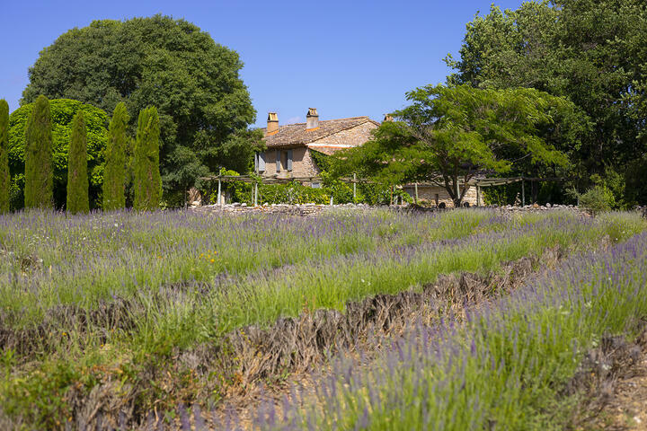 Beautifully Restored Farmhouse with Heated Pool near Gordes 2 - Mas des Lavandes: Villa: Exterior
