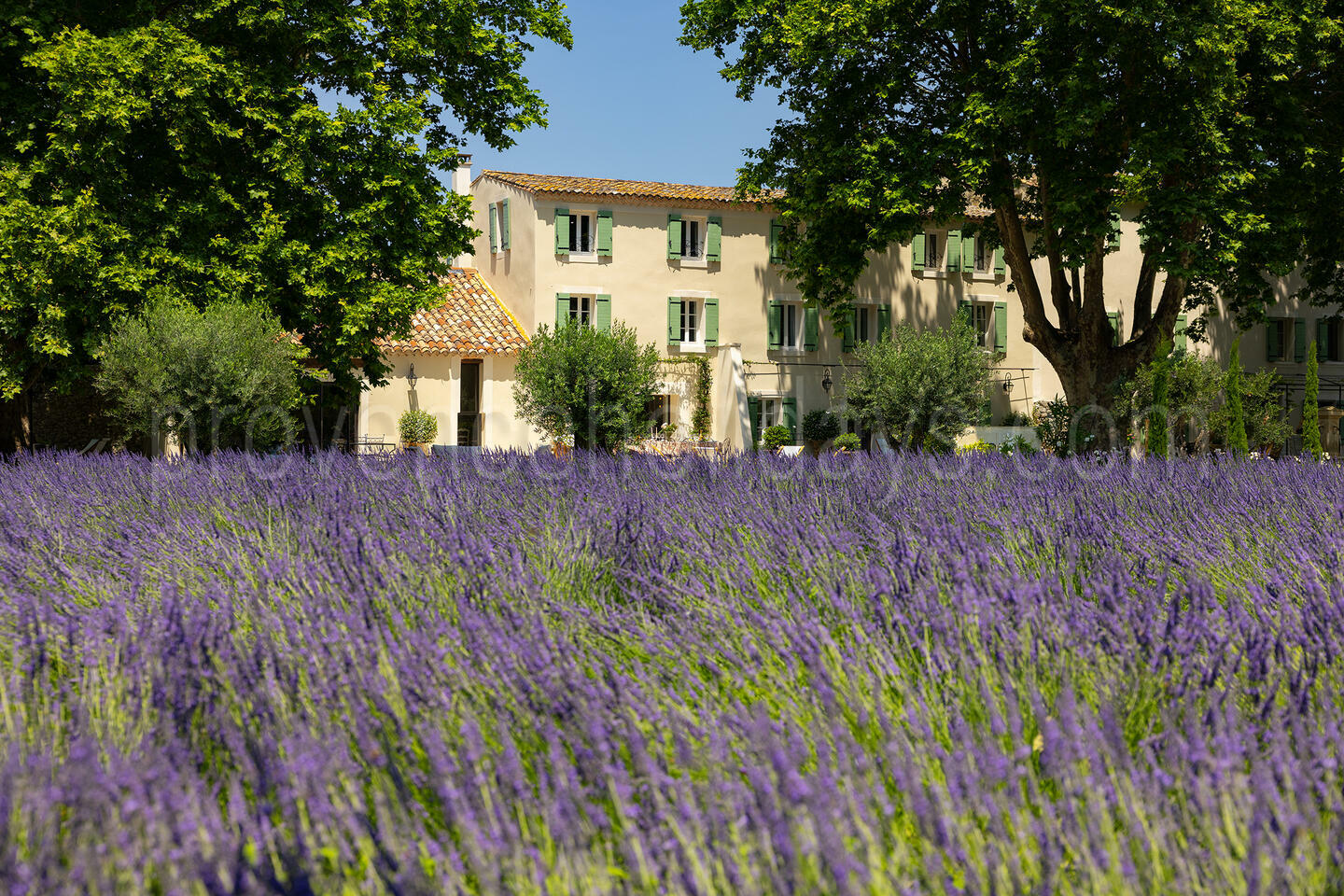 Stunning villa with a pool and lavender field between Luberon and Alpilles 1 - La Bastide Lavande: Villa: Exterior