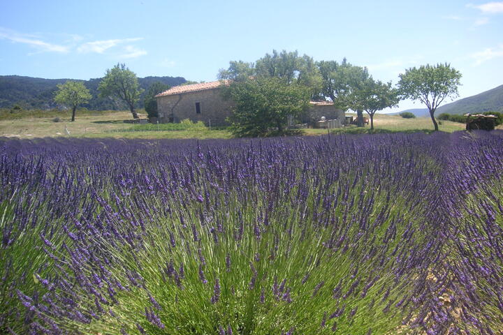 La saison de la Lavande en Provence
