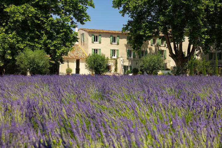 Stunning villa with a pool and lavender field between Luberon and Alpilles
