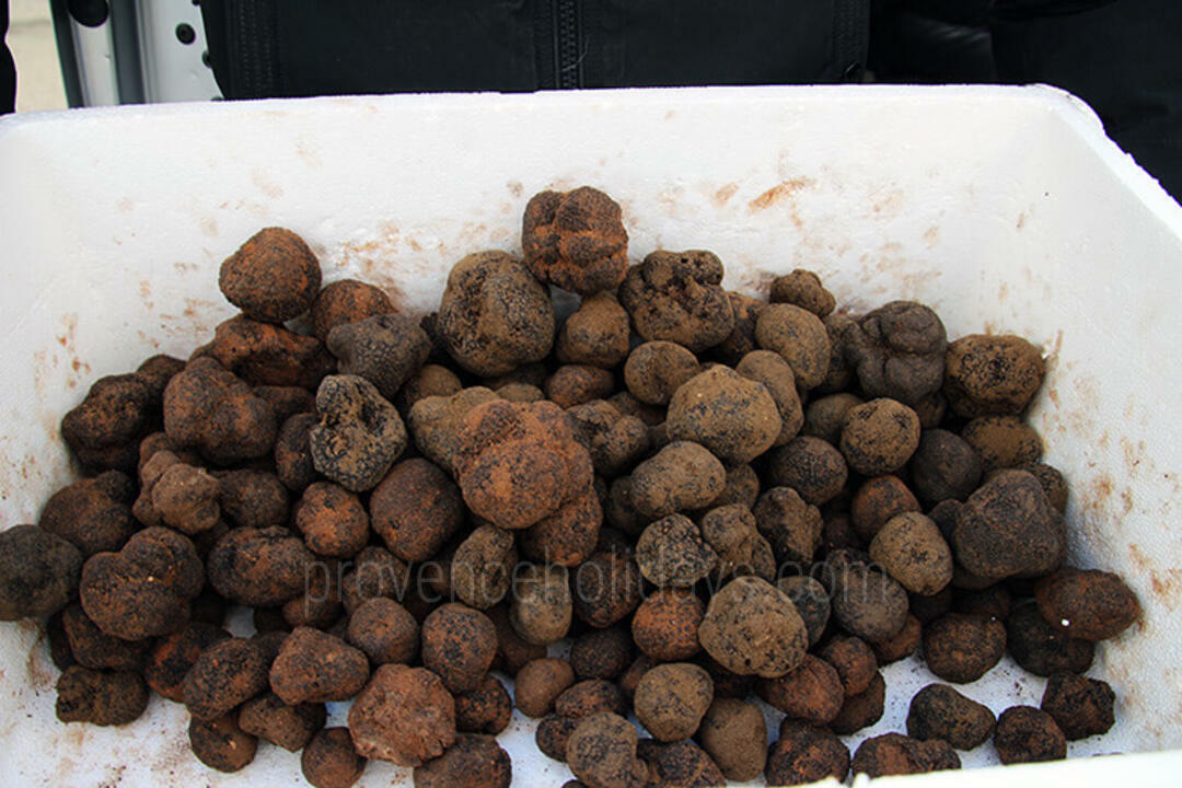 Truffles in Richerenches