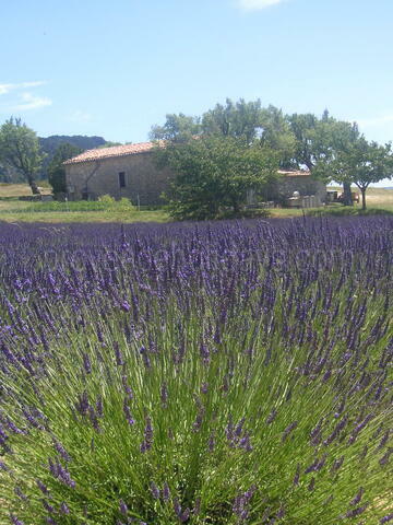 Lavender Season in Provence